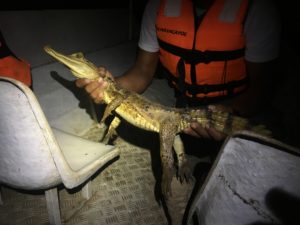 a person holding an alligator