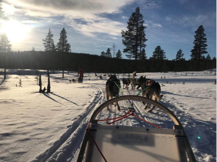 Sled being pulled by dogs