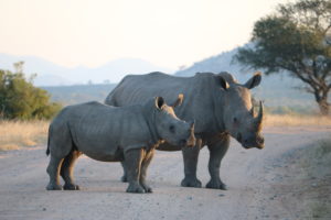 A mother rhinocero and a baby rhinocero